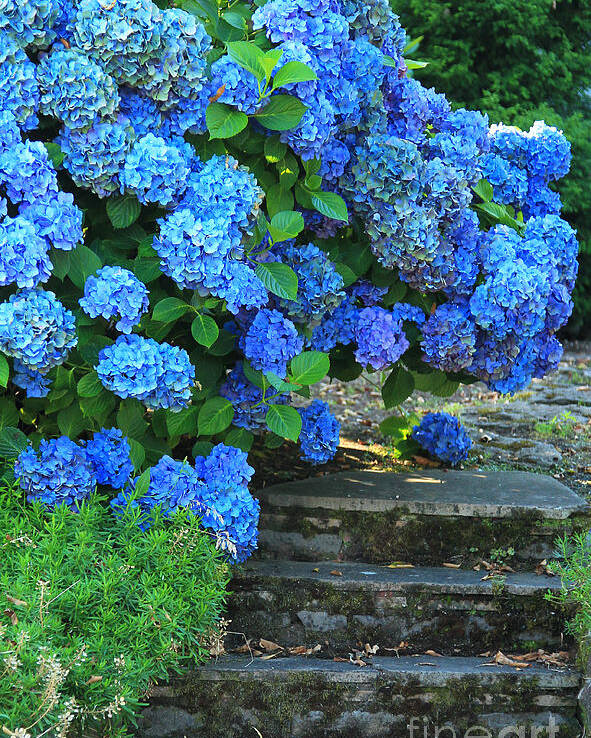 Websites: Jeanette-french.artistwebsites.com And Jeanette-french.pixels.com Poster featuring the photograph Hydrangea Steps 2 by Jeanette French