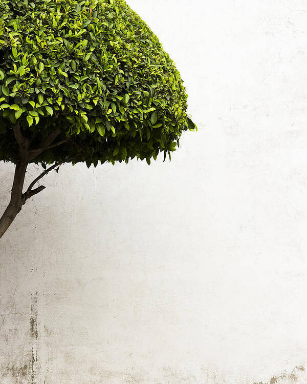 Green Tree Poster featuring the photograph Hypnotic Tree by Prakash Ghai