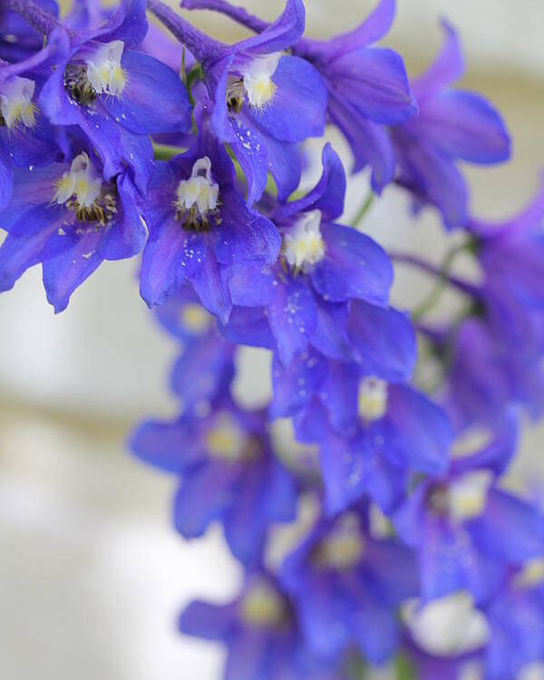 Delphinium Poster featuring the photograph I Got the Blues by Ruth Kamenev