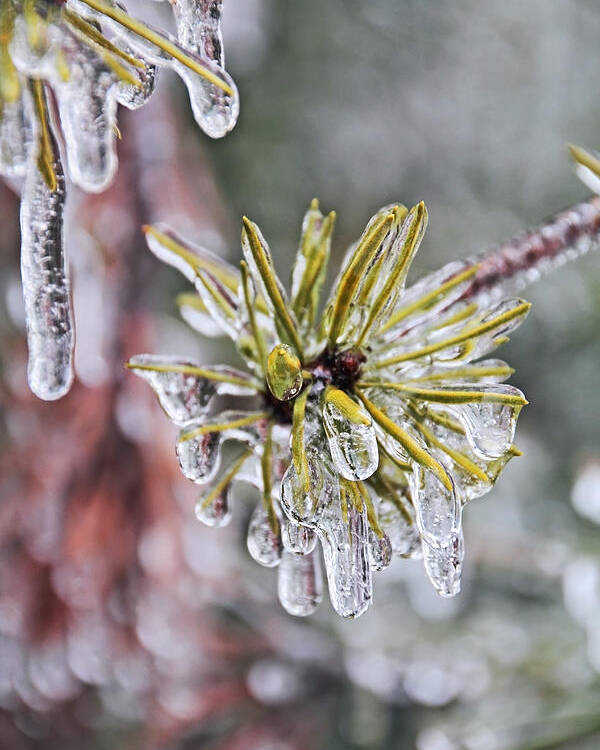Ice Storm Poster featuring the photograph Ice Storm Remnants by Theo OConnor