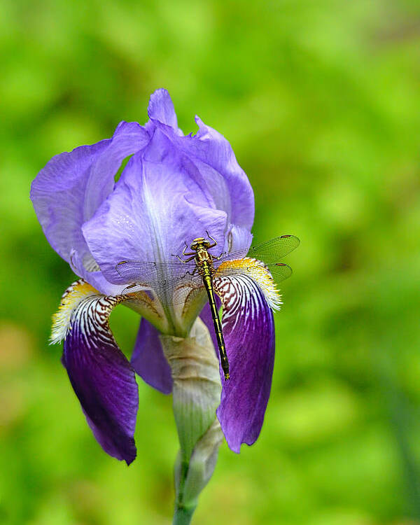Iris Germanica Poster featuring the photograph Iris and the Dragonfly 7 by Jai Johnson
