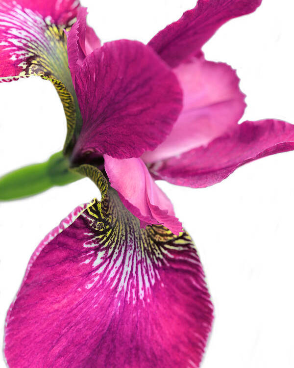 linse venlige Electrify Japanese Iris Hot Pink White Poster by Jennie Marie Schell - Fine Art  America
