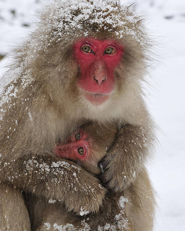 Thomas Marent Poster featuring the photograph Japanese Macaque Warming Baby by Thomas Marent