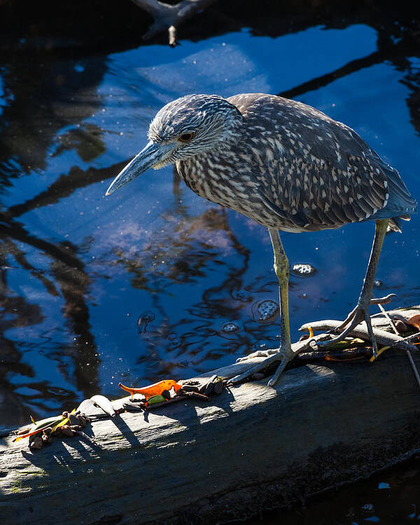 Amber Eyes Poster featuring the photograph Juvenile Yellow Crowned Night-Heron by Ed Gleichman