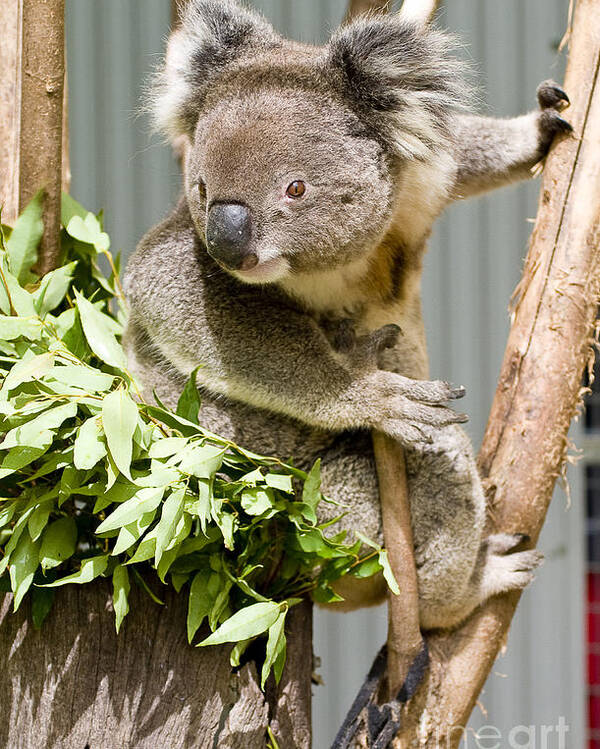 Koala Poster featuring the photograph Koala by Steven Ralser