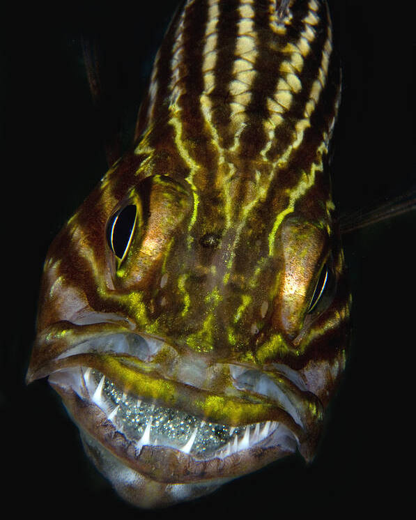 Nis Poster featuring the photograph Large-toothed Cardinalfish Brooding by Dray van Beeck