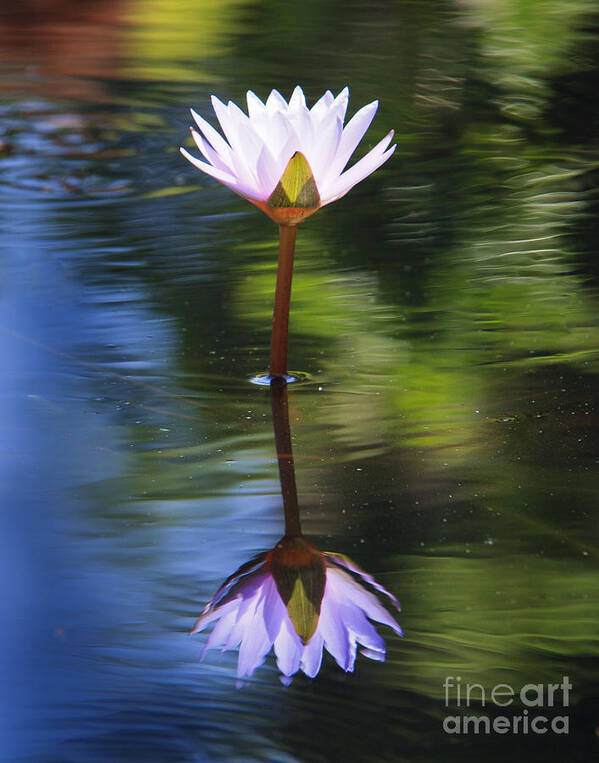 Water Lily Poster featuring the photograph Lily Reflection by Jennifer Ludlum