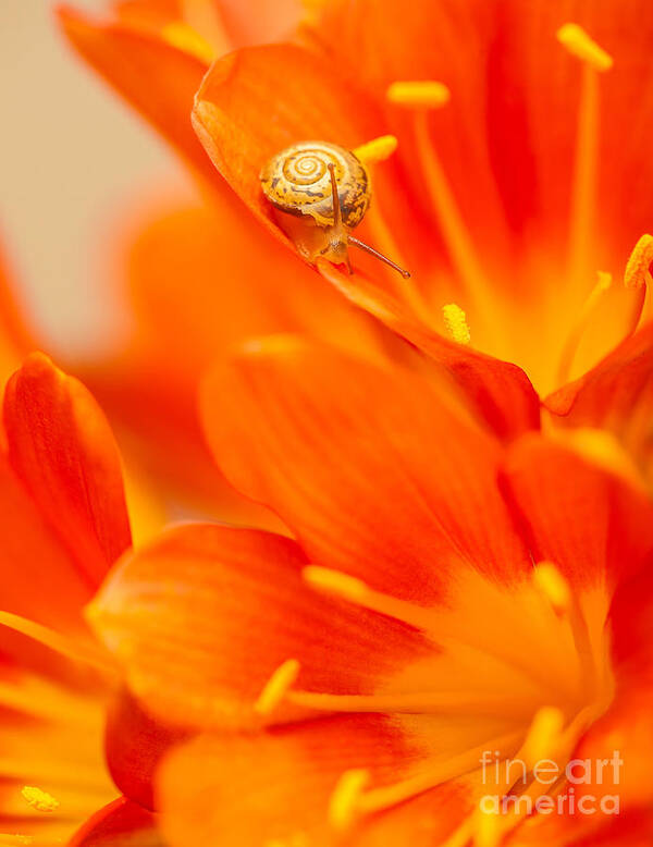 Animal Poster featuring the photograph Little snail on red crocus flower by Anna Om