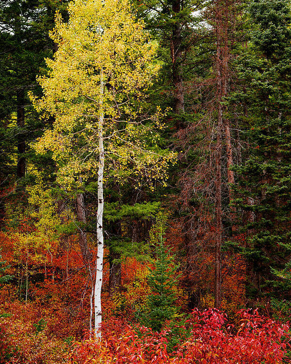 Lone Aspen In Fall Poster featuring the photograph Lone Aspen in Fall by Chad Dutson