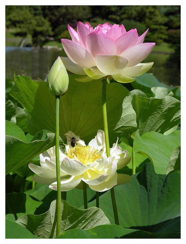 Lotus Poster featuring the photograph Lotus in Bloom by John Lautermilch