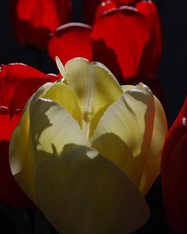 Red Tulips Poster featuring the photograph Lurking Shadow by Jani Freimann