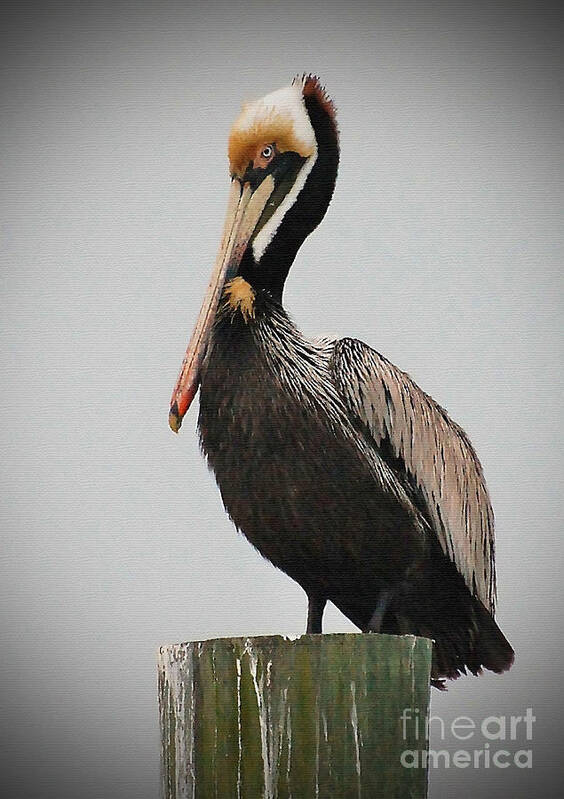 Pelican Poster featuring the photograph Male Brown Pelican Perching by Kathy Baccari