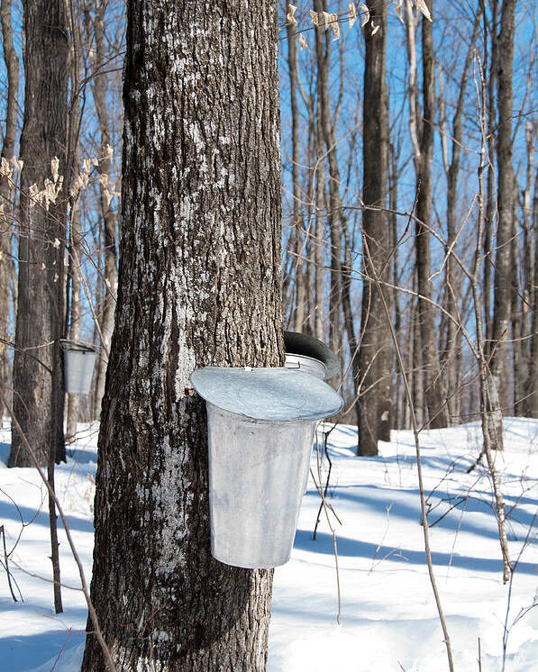 Maple Syrup Poster featuring the photograph Maple Forest by Cheryl Baxter