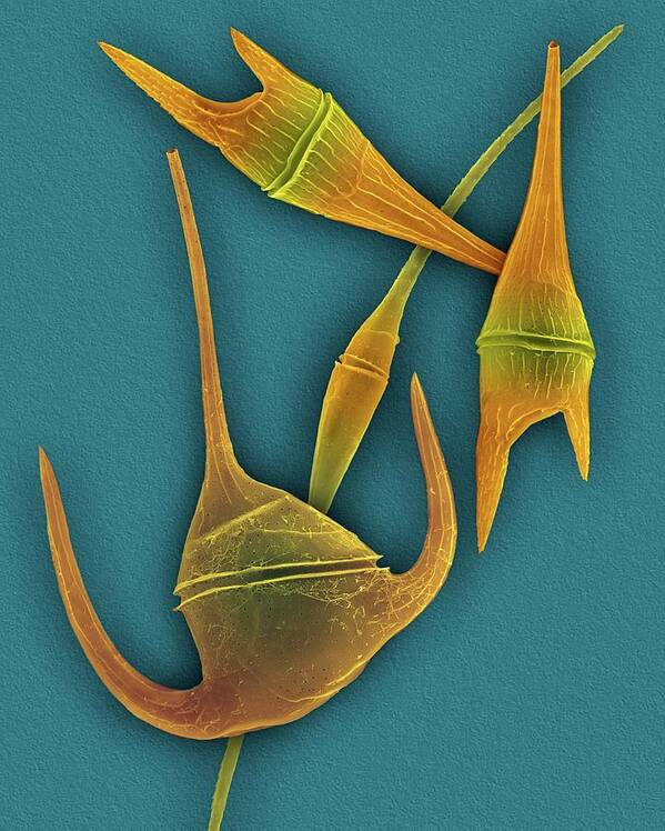 24991b Poster featuring the photograph Marine Dinoflagellates (ceratium Spp.) by Dennis Kunkel Microscopy/science Photo Library