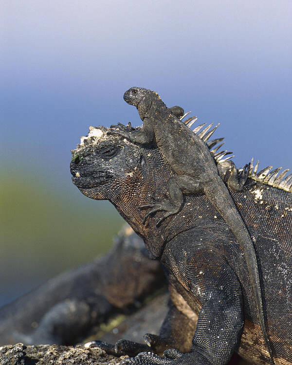 Feb0514 Poster featuring the photograph Marine Iguana Hatchling Basking Atop by Tui De Roy