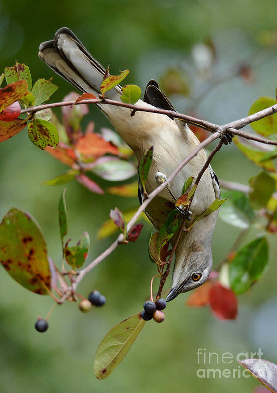 Mockingbird Poster featuring the photograph Mockingbird And Fall Berries by Kathy Baccari