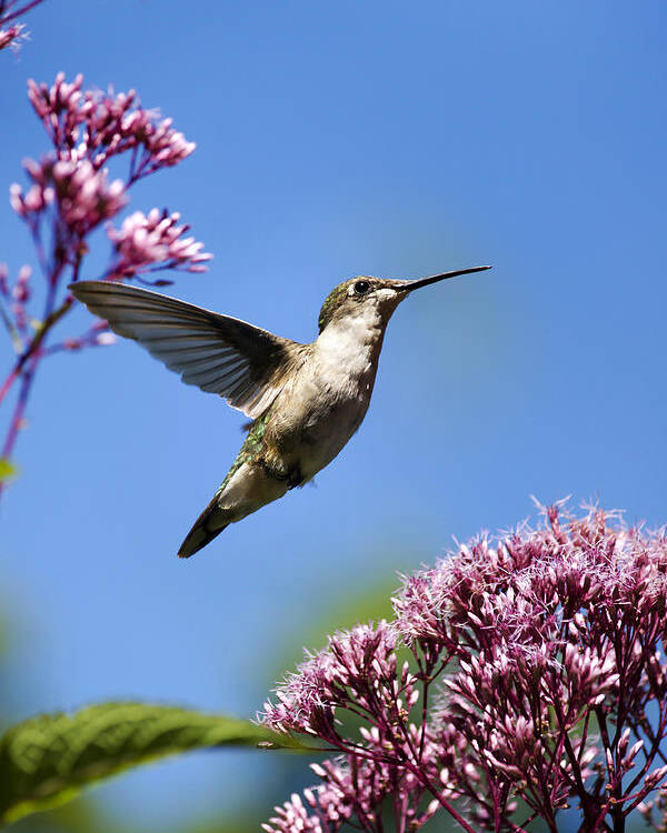 Hummingbird Poster featuring the photograph Modern Beauty by Christina Rollo