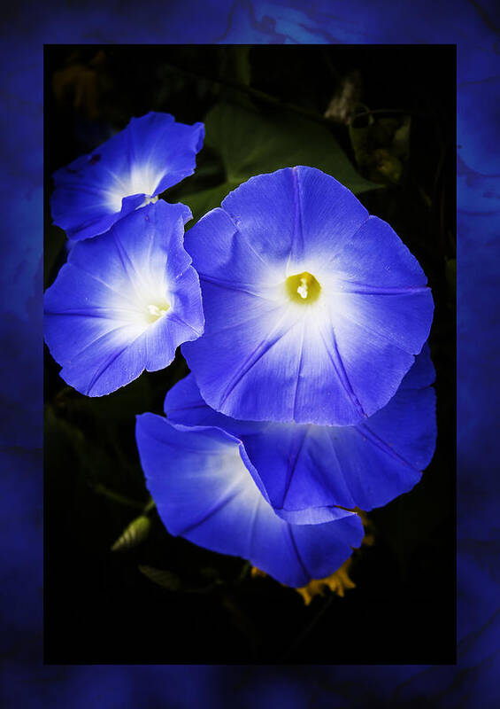 Morning Glory Poster featuring the photograph Moonglow on blue by Jeff Folger