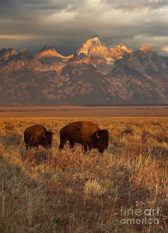 Grand Teton Poster featuring the photograph Morning Travels in Grand Teton by Sandra Bronstein