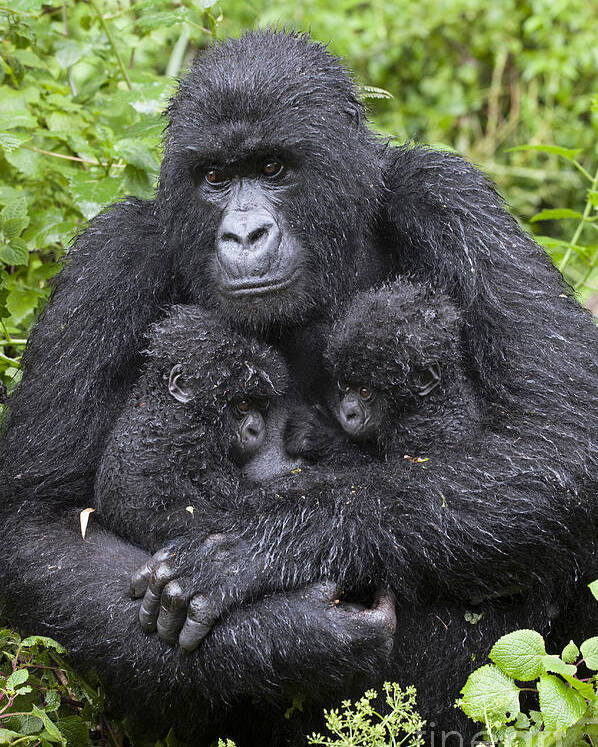 Feb0514 Poster featuring the photograph Mountain Gorilla Mother And Twins by Suzi Eszterhas