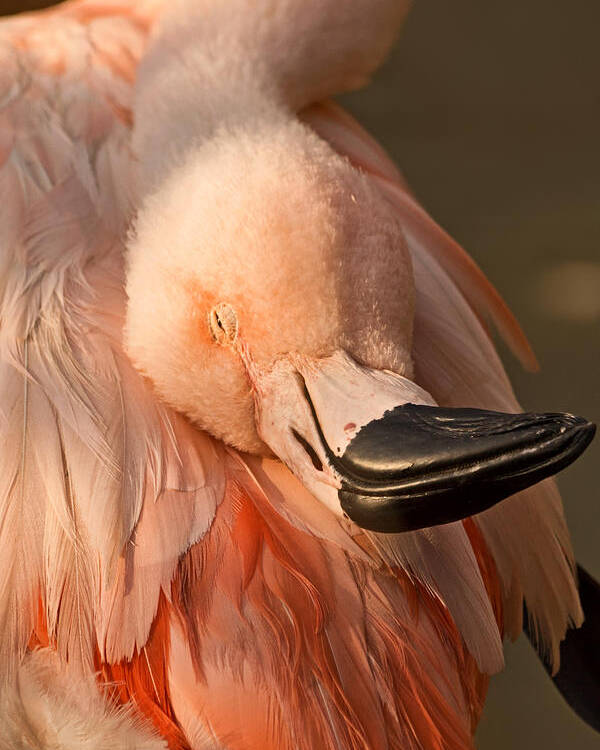 American Flamingo Poster featuring the photograph Napping on Flamingo Feathers by Theo OConnor