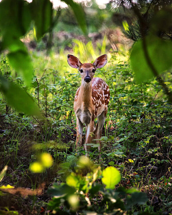 Whitetail Fawn Poster featuring the photograph Newborn Fawn by Michael Dougherty