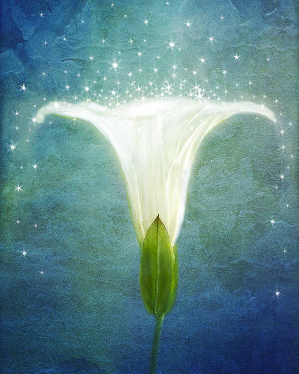 Morning Glory Flower Poster featuring the photograph Night Glory by Marina Kojukhova