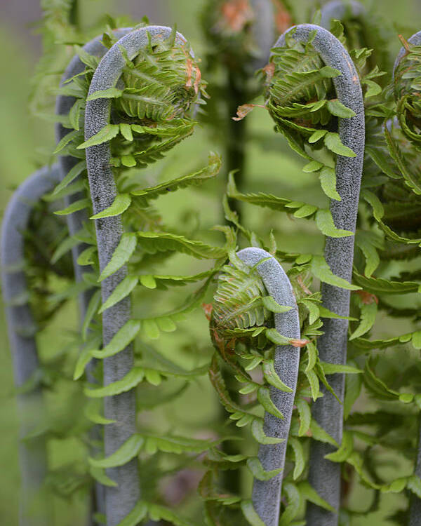 Ferns Poster featuring the photograph Ostrich Fern Fiddleheads by Forest Floor Photography
