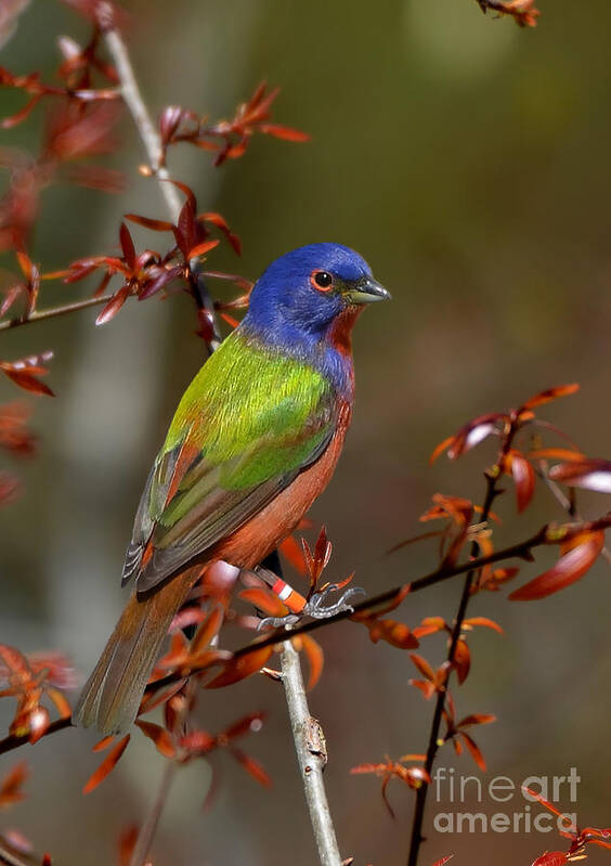 Painted Bunting Poster featuring the photograph Painted Bunting - Male by Kathy Baccari