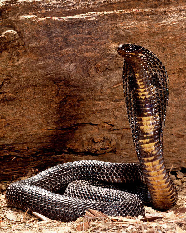 Featured image of post Imagens De Cobras Najas : No entanto elas apenas acompanham os.
