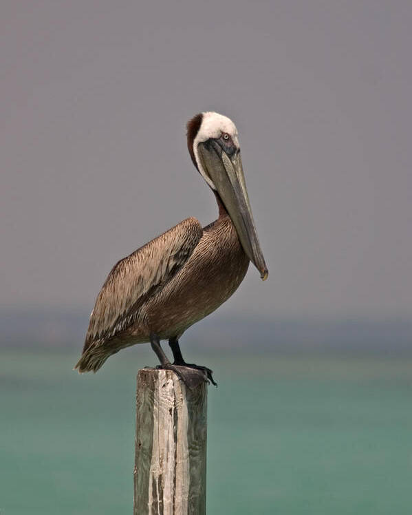 Brown Pelican Poster featuring the photograph Pelican Perched on a Piling by John Harmon