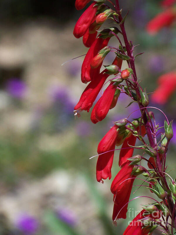 Flowers Poster featuring the photograph Penstemon by Kathy McClure