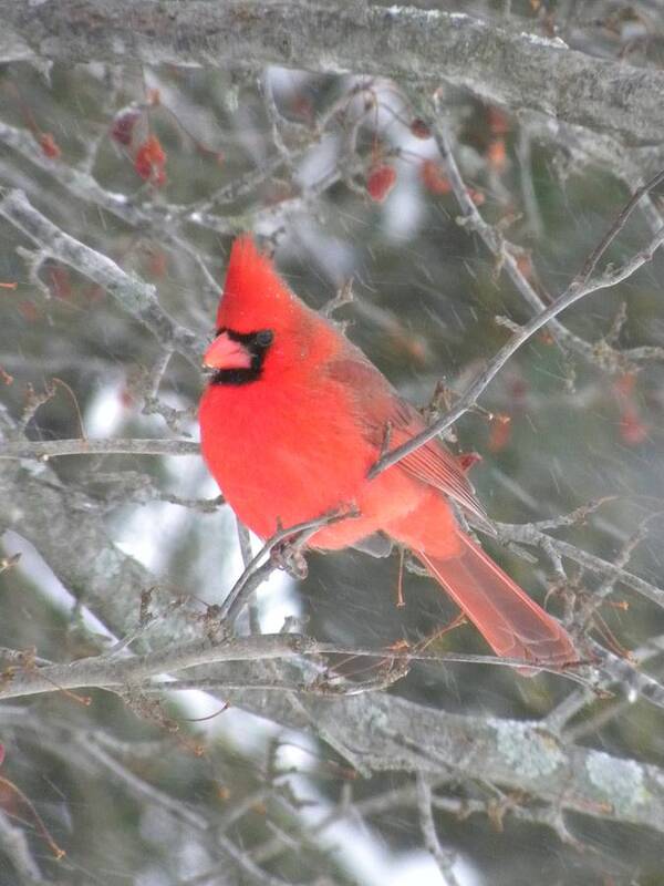 Winter Poster featuring the photograph Picture Perfect Cardinal by Peggy McDonald
