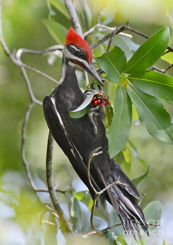 Woodpecker Poster featuring the photograph Pileated Woodpecker by Kathy Baccari