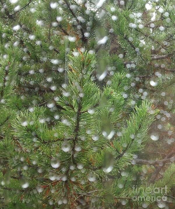 Pine Tree Poster featuring the photograph Pine Tree in the Rain by Laura Wong-Rose