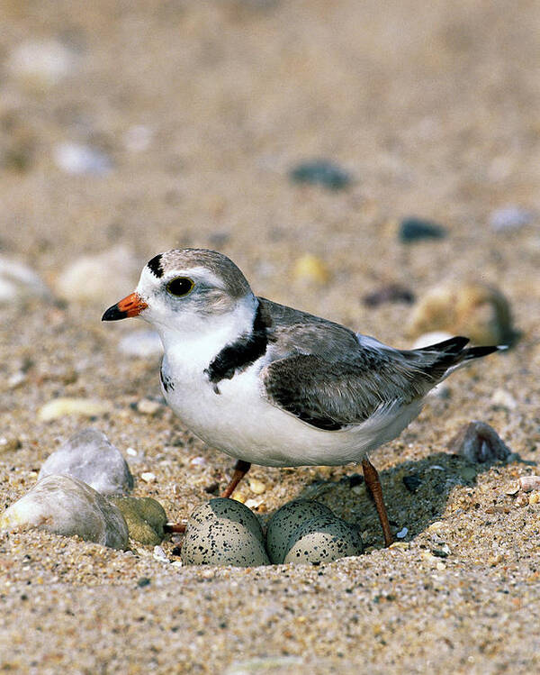 00220028 Poster featuring the photograph Piping Plover Sitting on Eggs by Tom Vezo