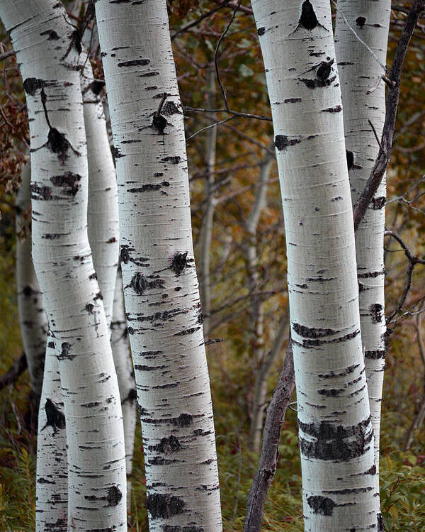Trees Poster featuring the photograph Poplar Glow by Forest Floor Photography