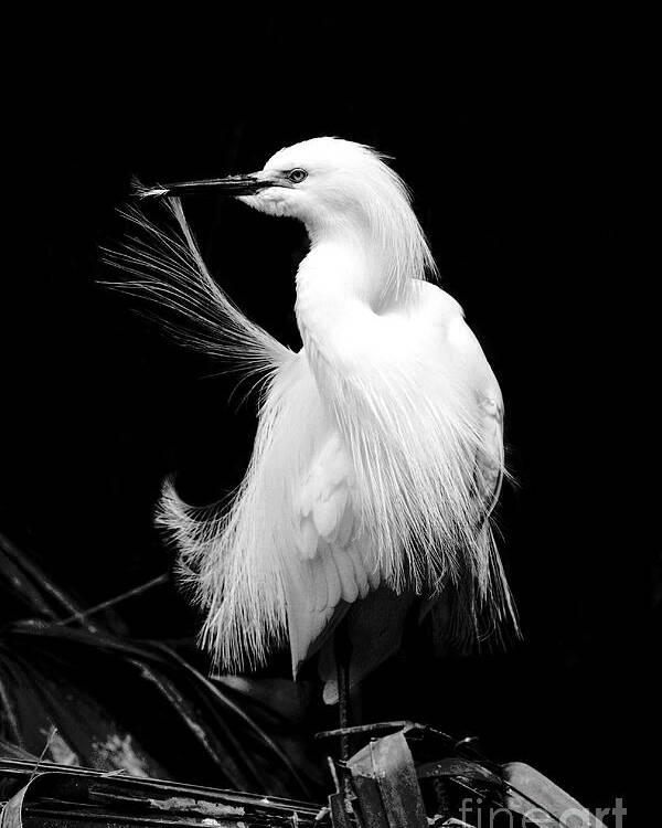 Snowy Egret Poster featuring the photograph Preening Egret by Jayne Carney
