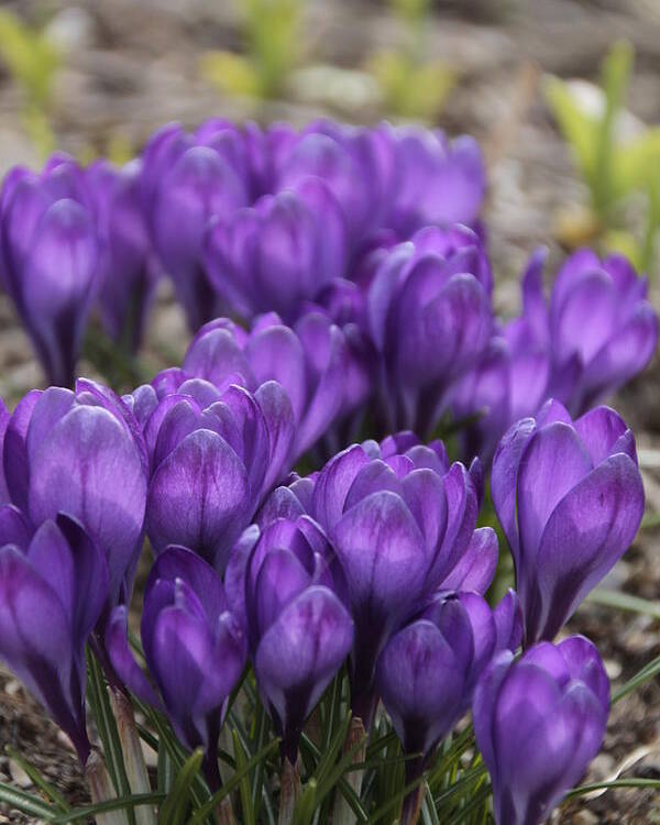 Springtime Poster featuring the photograph Purple crocus Flowers by Valerie Collins