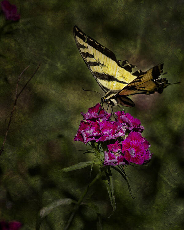 Butterfly Poster featuring the photograph Ragged Wings by Belinda Greb