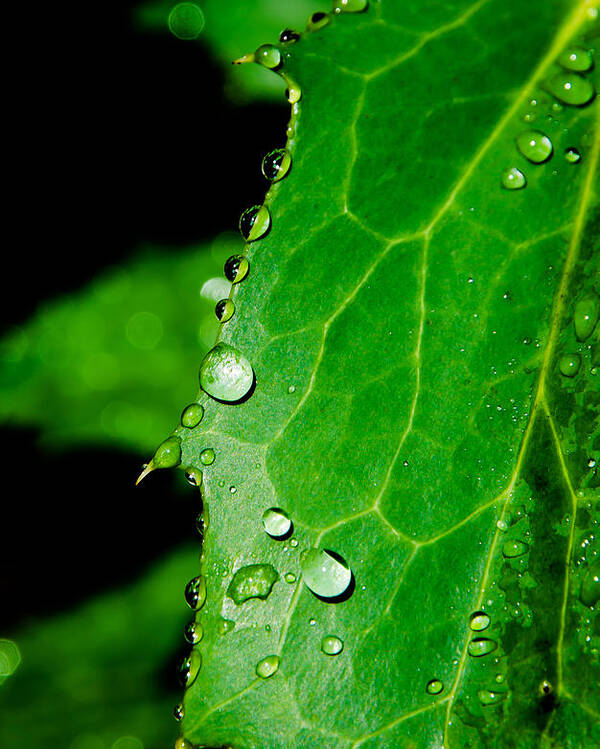 Raindrops Poster featuring the photograph Raindrops On Green Leaf by Andreas Berthold