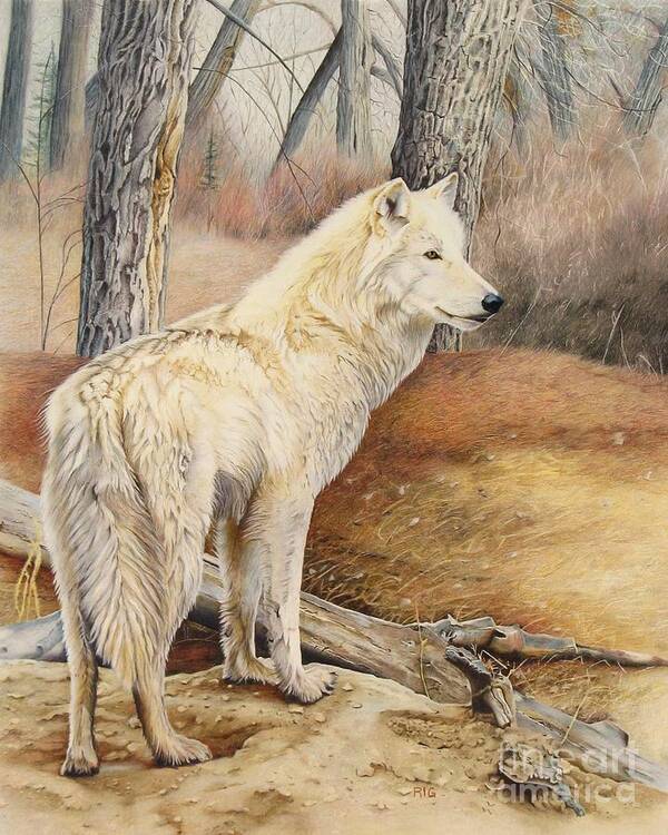 White Wolf Poster featuring the drawing Rare Find by Rosellen Westerhoff