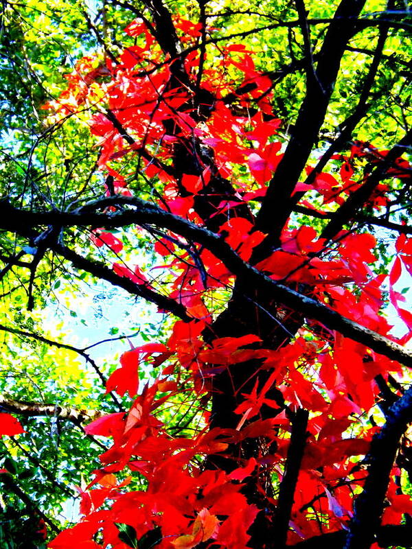 Red Creeper 2 Poster featuring the photograph Red Creeper 2 by Darren Robinson