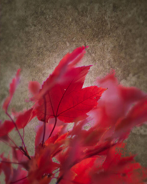 Artistic Fall Colors Poster featuring the photograph Red Maple Dreams by Jeff Folger