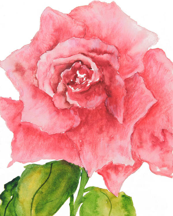 Red Rose Poster featuring the painting Red Rose by Sally Quillin