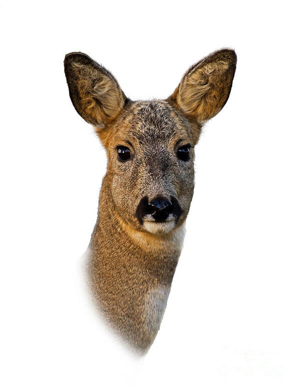 Roe Deer Portrait Poster featuring the photograph Roe Deer Portrait by Torbjorn Swenelius