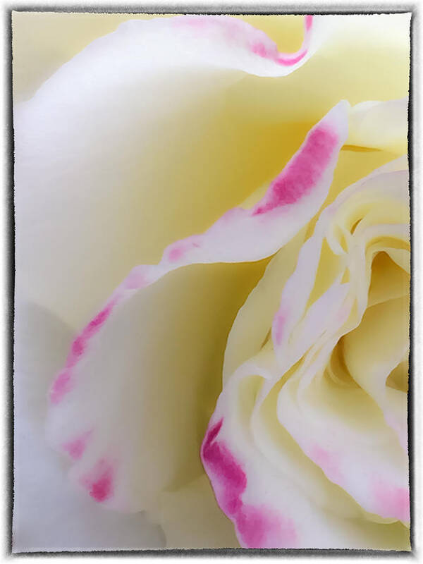 Abstract Poster featuring the photograph Rose by Jonathan Nguyen