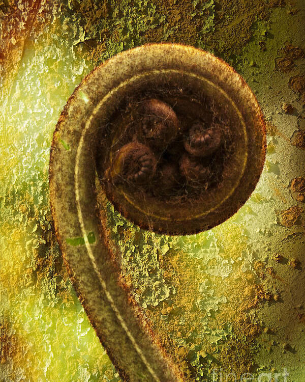 Plant Poster featuring the photograph Rust and Fern by Heiko Koehrer-Wagner