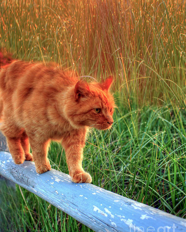 Cats Poster featuring the photograph Sea Grass Tabby Cat by Brenda Giasson