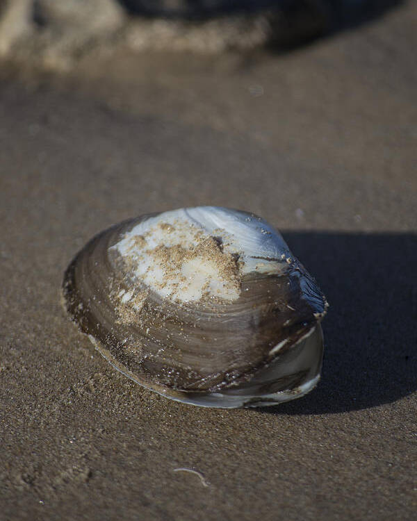 Sea Shell Poster featuring the photograph Shell or someone's dinner by Spikey Mouse Photography